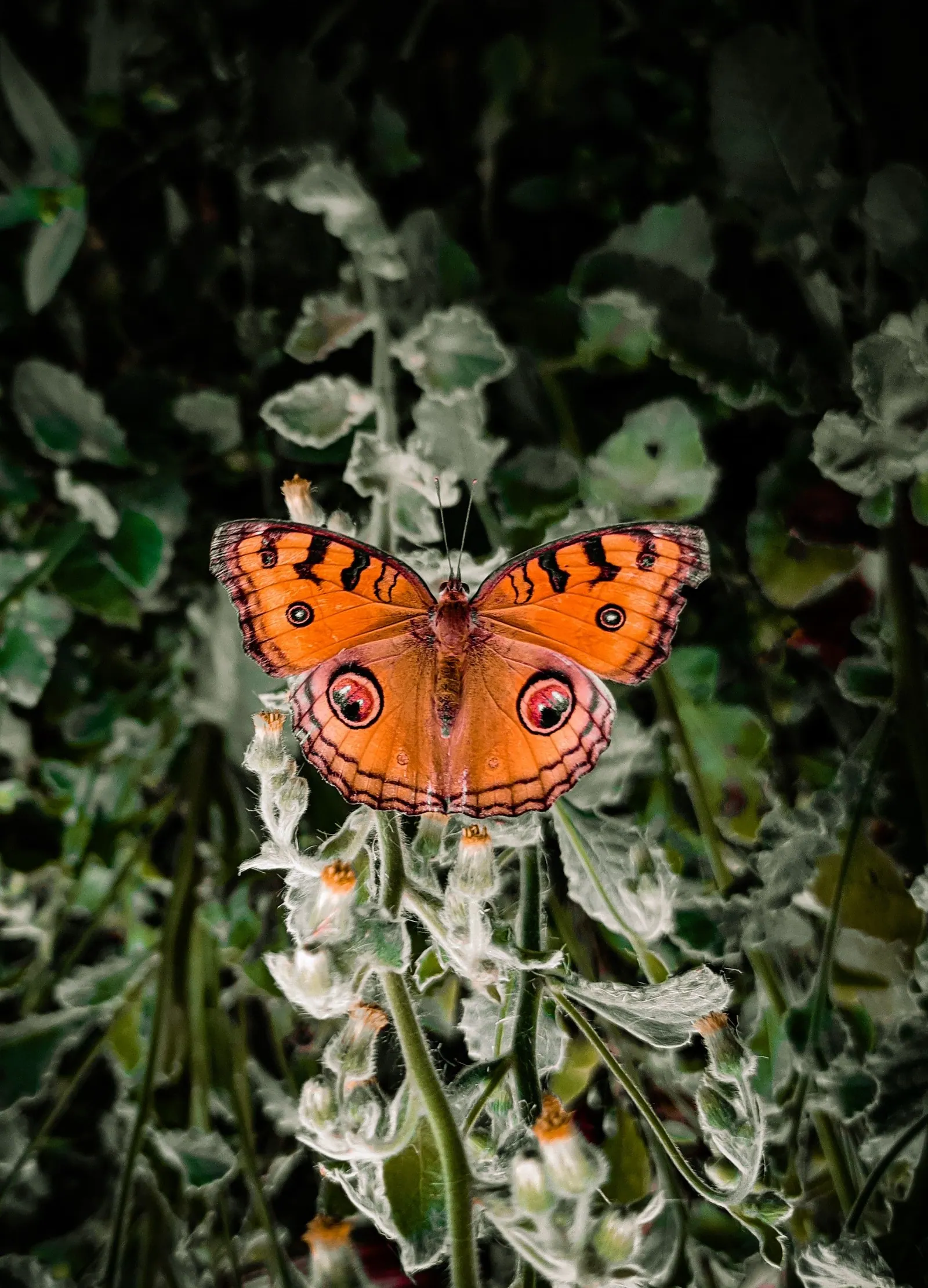 Photograph by Pavel Das (16)
