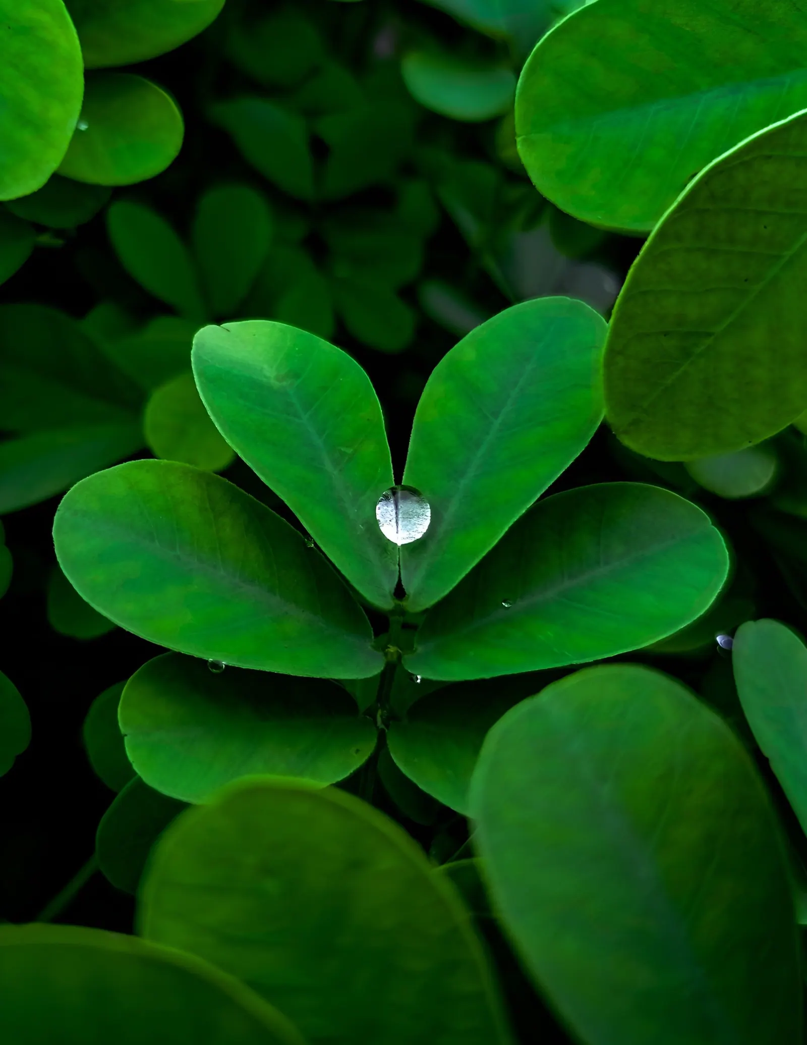 Photograph by Pavel Das (14)